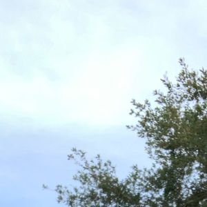 Meet your Posher, Maurice